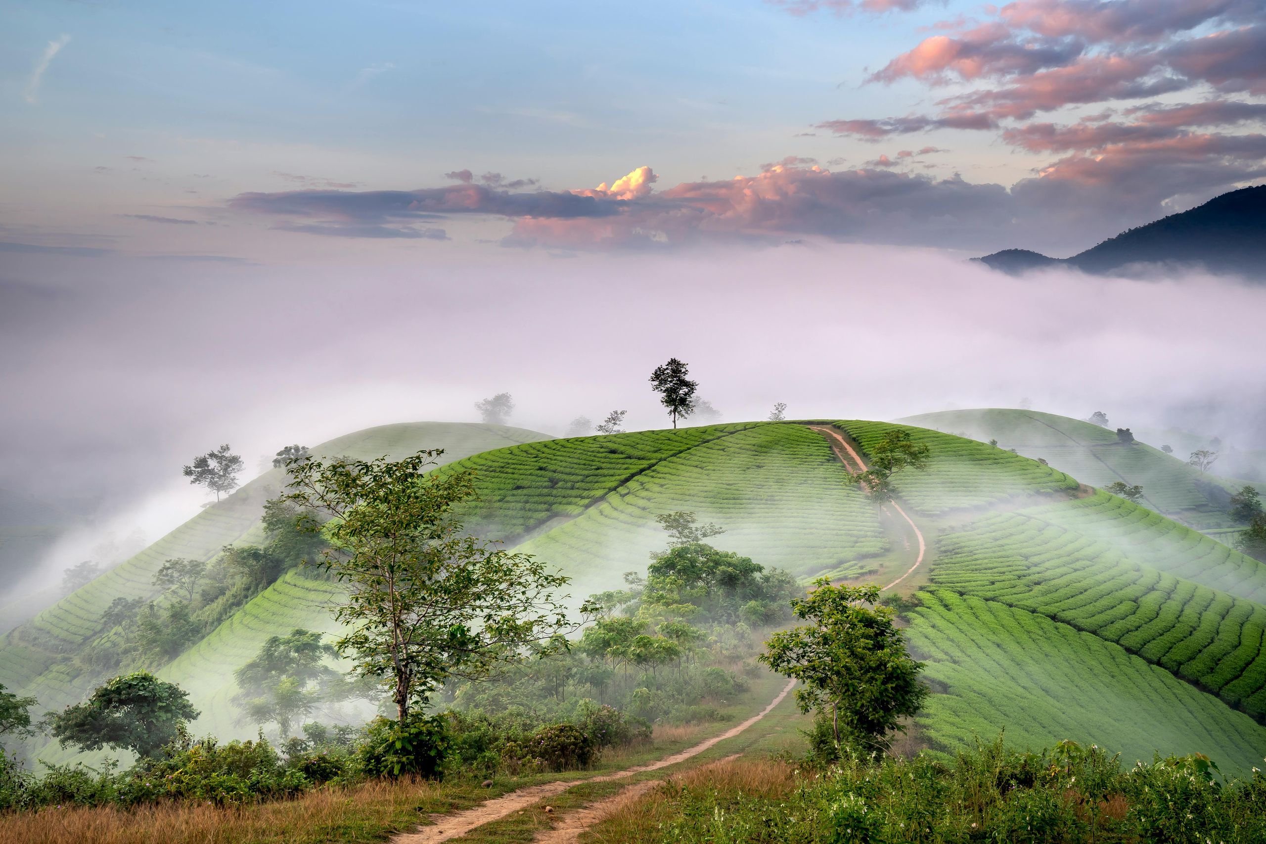 Di Linh foggy morning - BrainFarm
